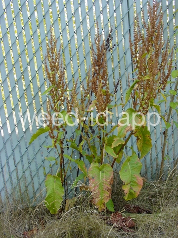 dock, broadleaf
